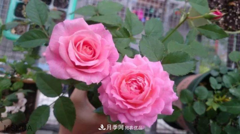 陽臺(tái)小怎么辦？推薦8種微型荷蘭陽臺(tái)月季，好看又好養(yǎng)！(圖14)