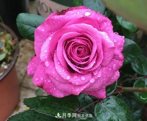 陽臺(tái)小怎么辦？推薦8種微型荷蘭陽臺(tái)月季，好看又好養(yǎng)！(圖11)