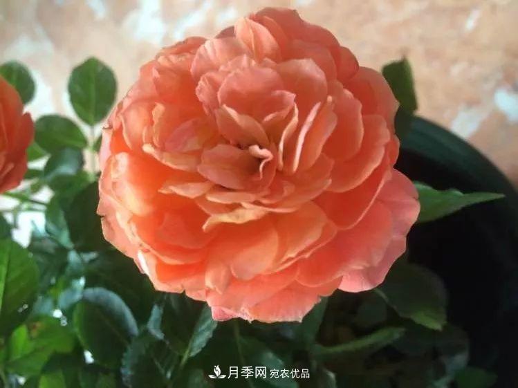 陽臺(tái)小怎么辦？推薦8種微型荷蘭陽臺(tái)月季，好看又好養(yǎng)！(圖13)