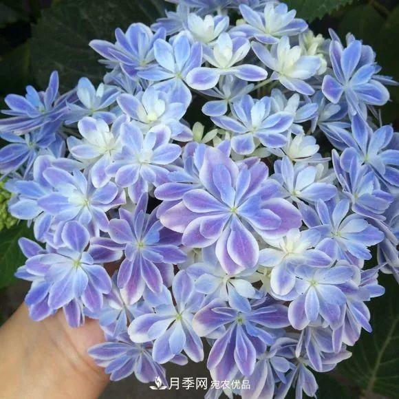 陽臺(tái)小怎么辦？推薦8種微型荷蘭陽臺(tái)月季，好看又好養(yǎng)！(圖19)
