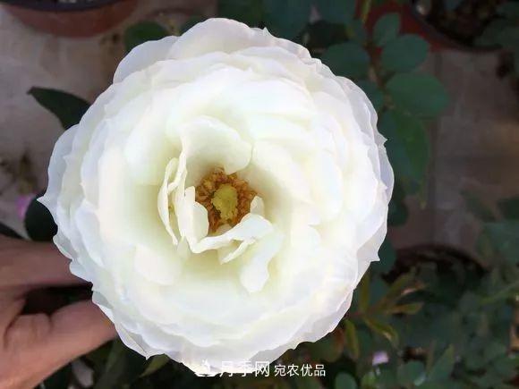 陽臺(tái)小怎么辦？推薦8種微型荷蘭陽臺(tái)月季，好看又好養(yǎng)！(圖17)