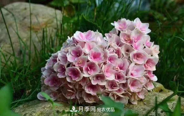 陽臺(tái)小怎么辦？推薦8種微型荷蘭陽臺(tái)月季，好看又好養(yǎng)！(圖18)