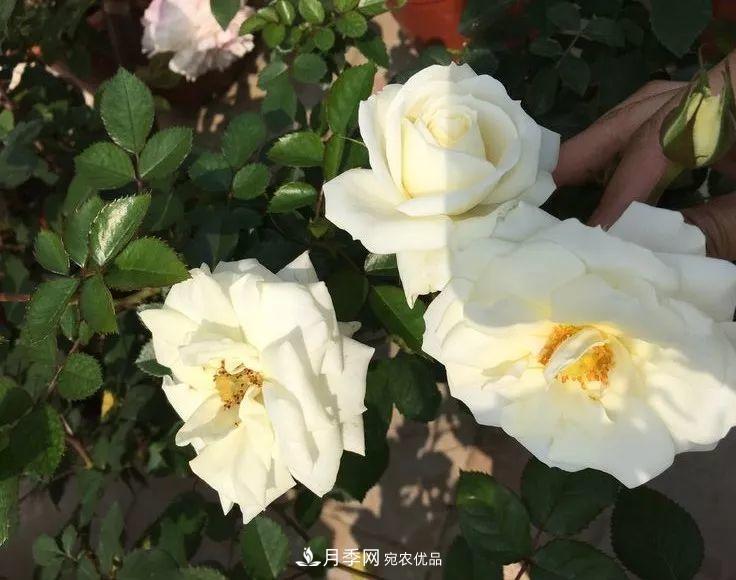 陽臺(tái)小怎么辦？推薦8種微型荷蘭陽臺(tái)月季，好看又好養(yǎng)！(圖16)