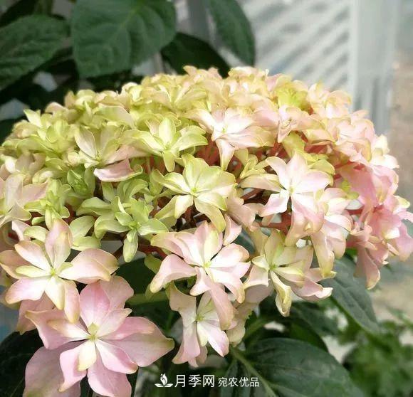 陽臺(tái)小怎么辦？推薦8種微型荷蘭陽臺(tái)月季，好看又好養(yǎng)！(圖21)