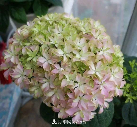 陽臺(tái)小怎么辦？推薦8種微型荷蘭陽臺(tái)月季，好看又好養(yǎng)！(圖22)