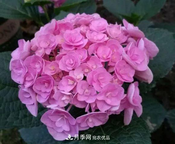 陽臺(tái)小怎么辦？推薦8種微型荷蘭陽臺(tái)月季，好看又好養(yǎng)！(圖23)