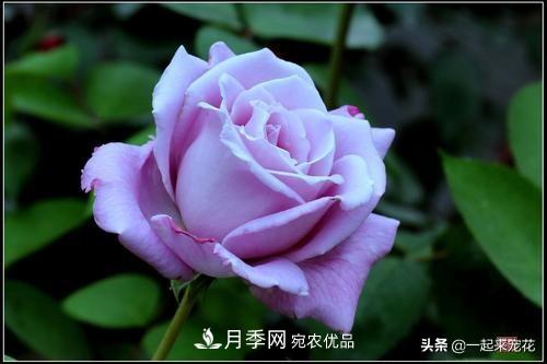 推薦10款藍(lán)紫系月季，總有一款是你喜歡的(圖1)