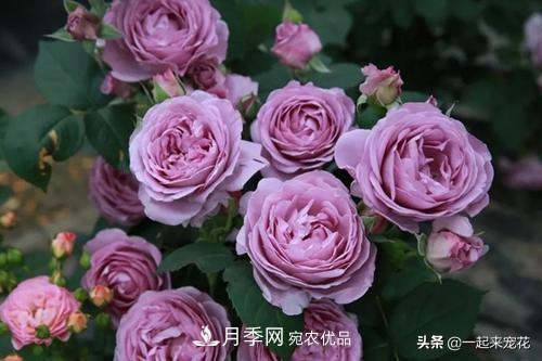 推薦10款藍(lán)紫系月季，總有一款是你喜歡的(圖2)