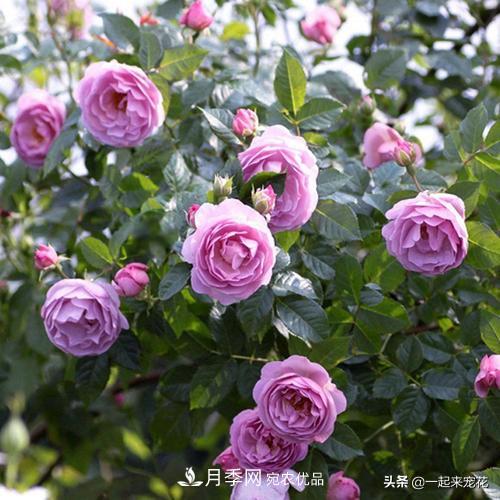 推薦10款藍(lán)紫系月季，總有一款是你喜歡的(圖5)