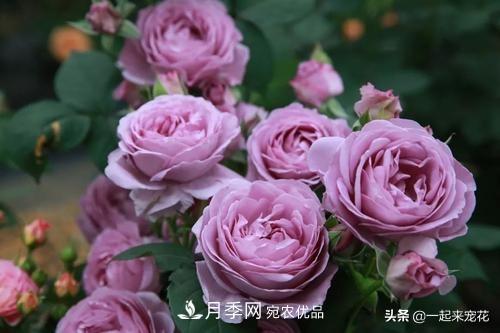 推薦10款藍(lán)紫系月季，總有一款是你喜歡的(圖7)