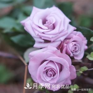 推薦10款藍(lán)紫系月季，總有一款是你喜歡的(圖6)
