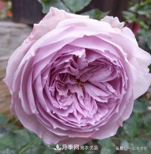 推薦10款藍(lán)紫系月季，總有一款是你喜歡的(圖9)
