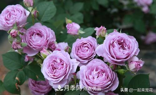 推薦10款藍(lán)紫系月季，總有一款是你喜歡的(圖10)