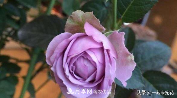 推薦10款藍(lán)紫系月季，總有一款是你喜歡的(圖8)