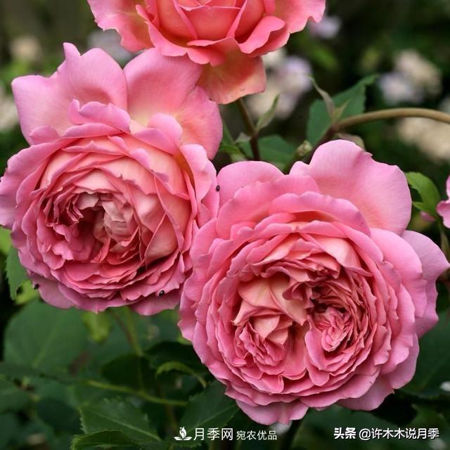月季垂頭怎么辦？枝條柔軟不直立怎么回事，教你一招搞定(圖2)