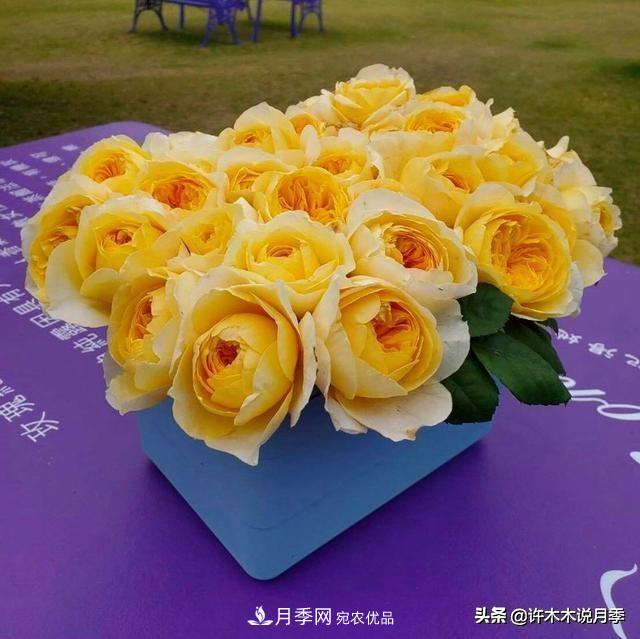 月季垂頭怎么辦？枝條柔軟不直立怎么回事，教你一招搞定(圖1)