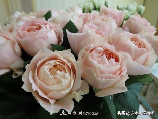 月季垂頭怎么辦？枝條柔軟不直立怎么回事，教你一招搞定(圖5)