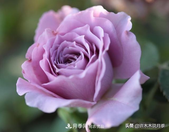 月季垂頭怎么辦？枝條柔軟不直立怎么回事，教你一招搞定(圖4)