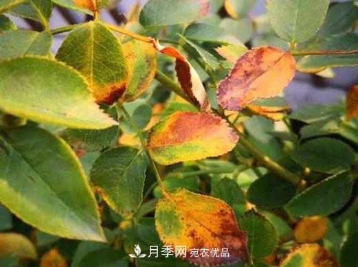 由于肥傷引起的月季黃葉怎么解決？(圖1)