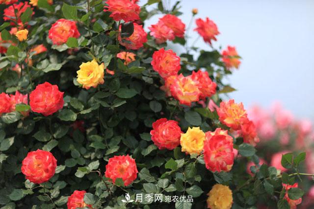 莖蜂、葉蜂如何防治？藤本月季白粉病如何防治？(圖1)