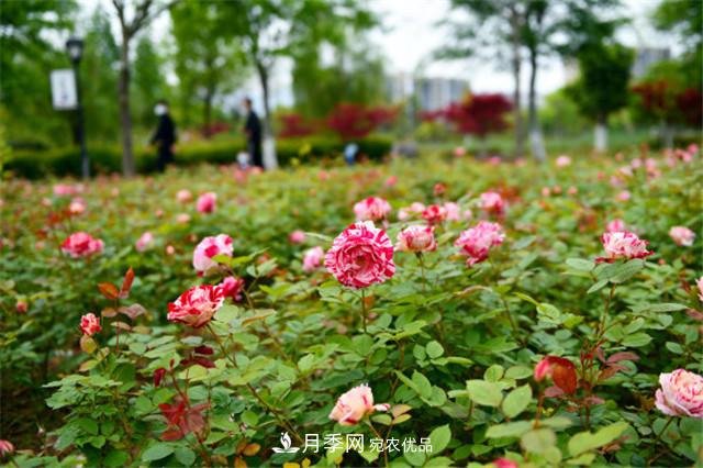 月季薊馬如何防治？黑斑病如何防治？(圖1)