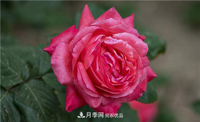月季花開(kāi)吐芬芳，南陽(yáng)月季大美景(圖庫(kù))(圖1)