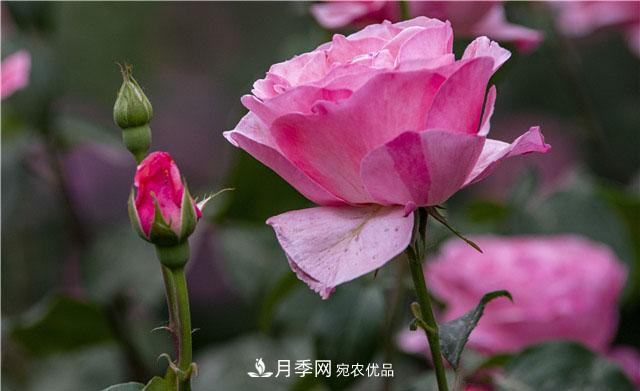 月季花開(kāi)吐芬芳，南陽(yáng)月季大美景(圖庫(kù))(圖2)