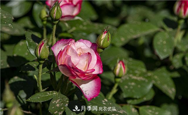 月季花開(kāi)吐芬芳，南陽(yáng)月季大美景(圖庫(kù))(圖6)
