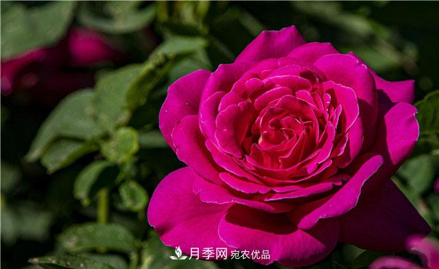月季花開(kāi)吐芬芳，南陽(yáng)月季大美景(圖庫(kù))(圖3)