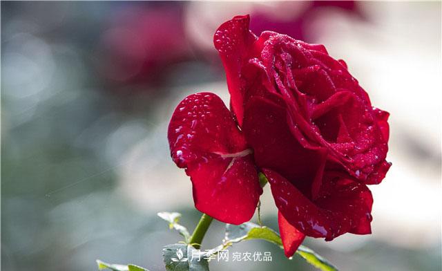 月季花開(kāi)吐芬芳，南陽(yáng)月季大美景(圖庫(kù))(圖8)