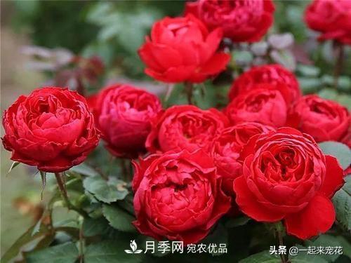 10款紅色系月季推薦，款款驚艷(圖4)
