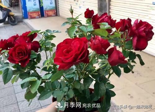 10款紅色系月季推薦，款款驚艷(圖9)