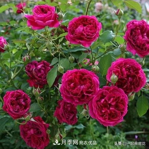 10款紅色系月季推薦，款款驚艷(圖6)