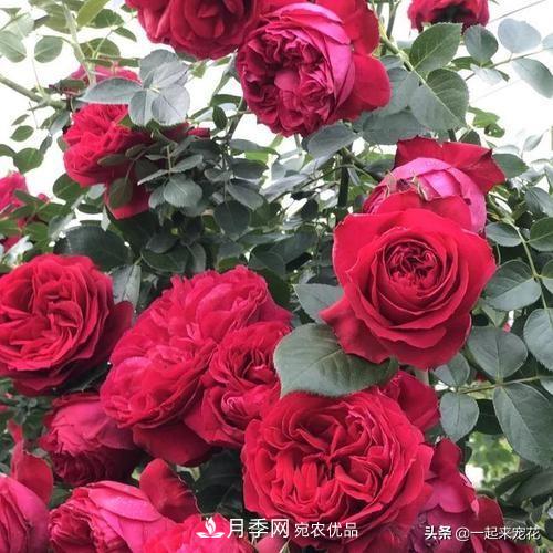 10款紅色系月季推薦，款款驚艷(圖7)