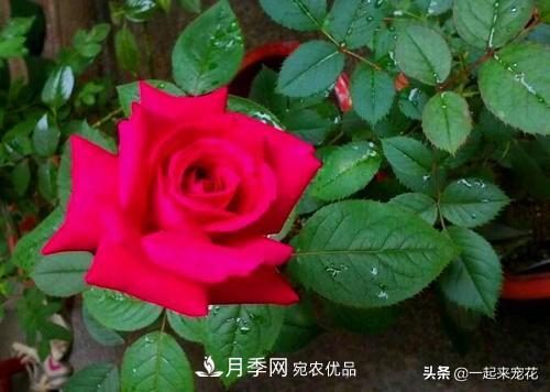 10款紅色系月季推薦，款款驚艷(圖10)