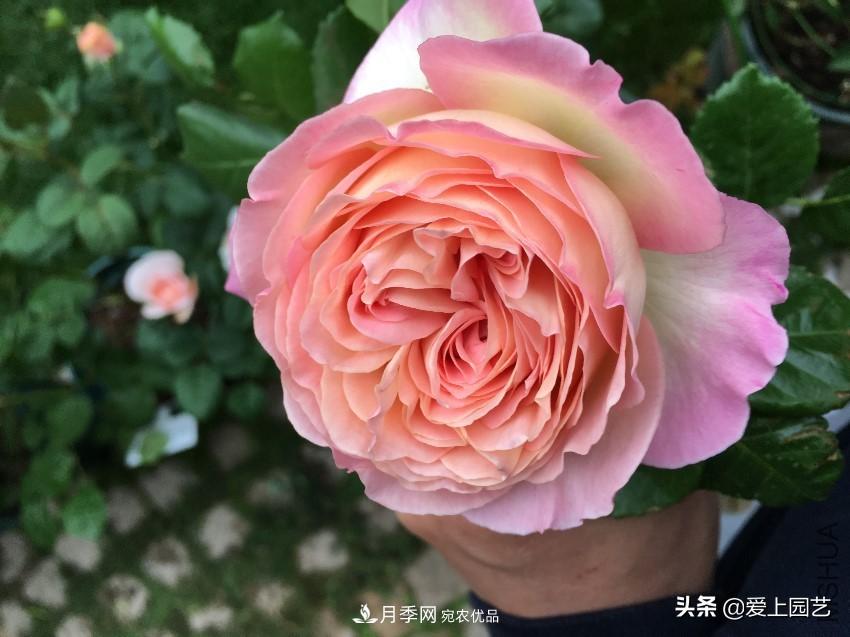 一成不變的月季不是我的菜，“百變女郎”才夠精彩(圖1)