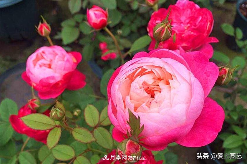 一成不變的月季不是我的菜，“百變女郎”才夠精彩(圖5)