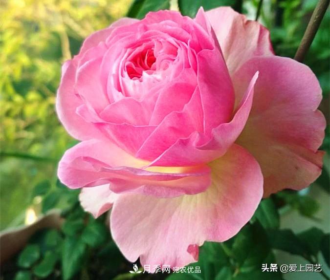 一成不變的月季不是我的菜，“百變女郎”才夠精彩(圖6)