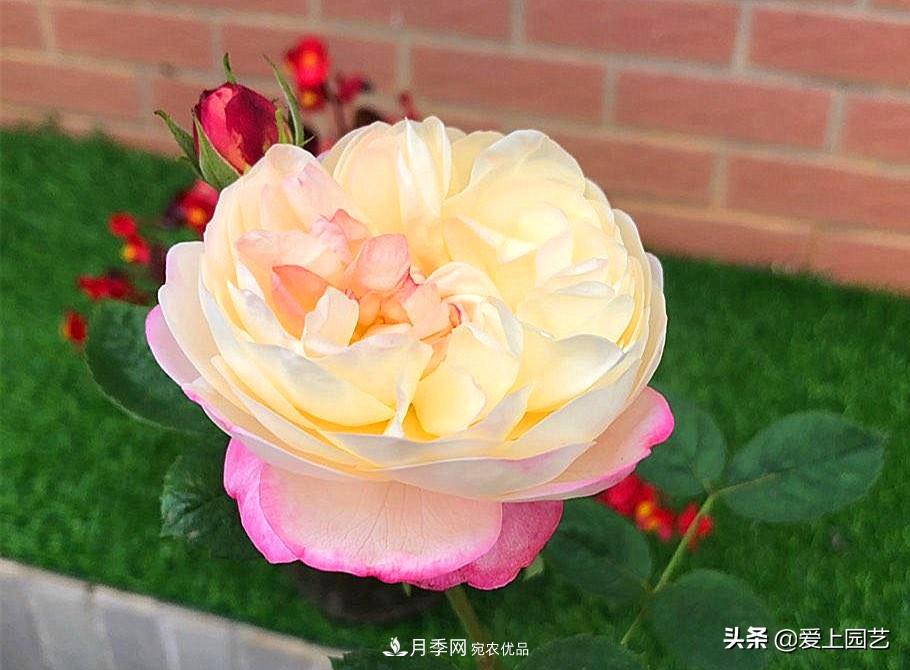 一成不變的月季不是我的菜，“百變女郎”才夠精彩(圖4)