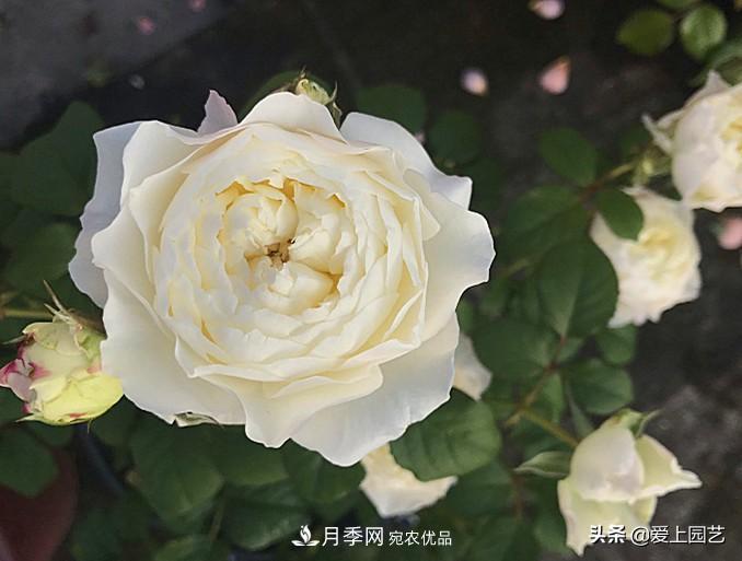 一成不變的月季不是我的菜，“百變女郎”才夠精彩(圖8)