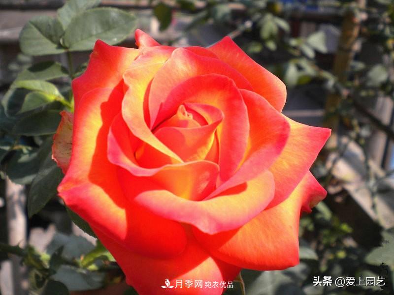 一成不變的月季不是我的菜，“百變女郎”才夠精彩(圖11)