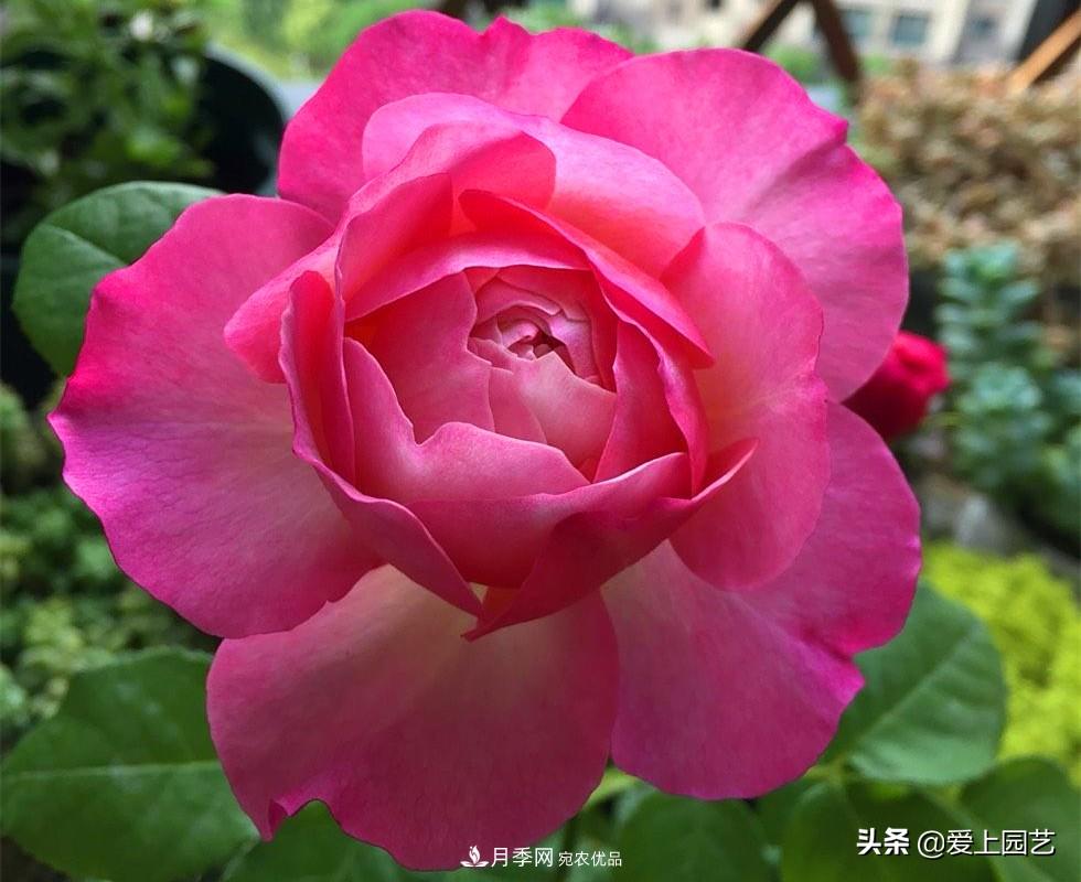 一成不變的月季不是我的菜，“百變女郎”才夠精彩(圖9)