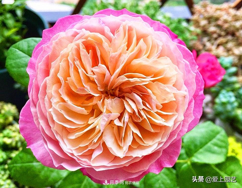一成不變的月季不是我的菜，“百變女郎”才夠精彩(圖10)