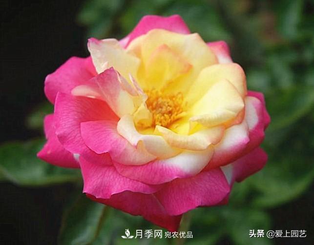一成不變的月季不是我的菜，“百變女郎”才夠精彩(圖14)