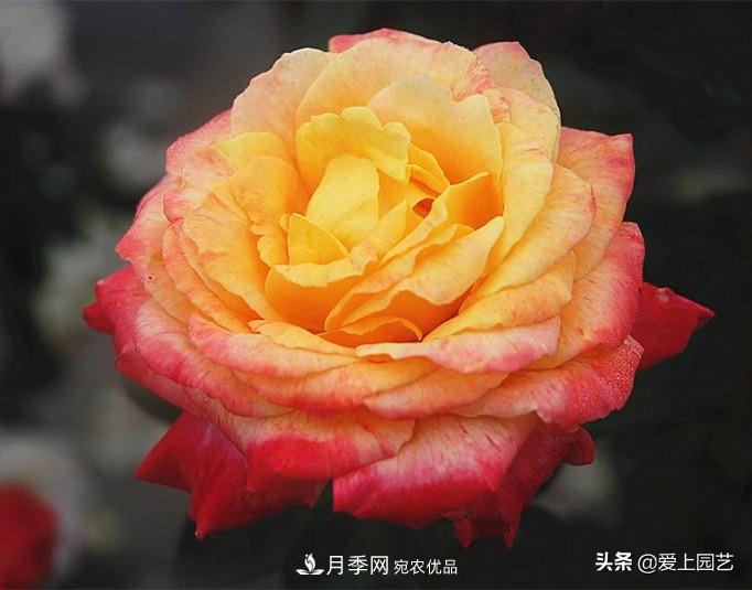 一成不變的月季不是我的菜，“百變女郎”才夠精彩(圖13)