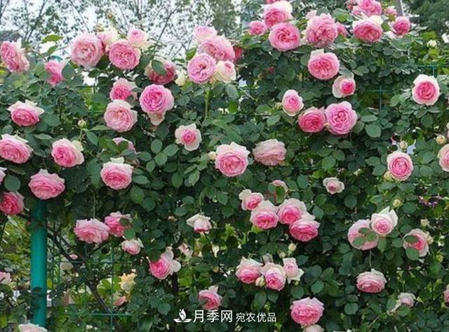 漂亮的藤本月季，庭院必養(yǎng)花卉，打造花園小院(圖1)