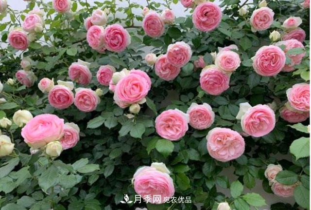 漂亮的藤本月季，庭院必養(yǎng)花卉，打造花園小院(圖2)