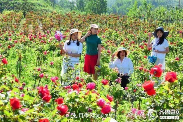 山東淄博沂源60畝月季花競(jìng)放，美麗產(chǎn)業(yè)助推特色鄉(xiāng)村旅游(圖2)