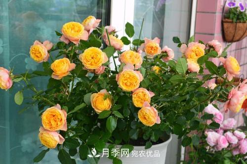 月季開花越來越少？教你一招，分枝多，花量翻倍，新手也會養(yǎng)(圖2)