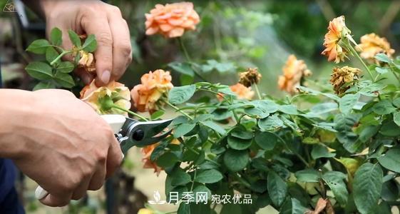 月季開花越來越少？教你一招，分枝多，花量翻倍，新手也會養(yǎng)(圖3)